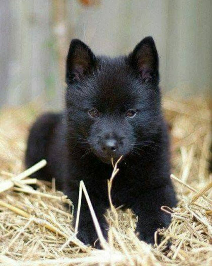Rear Black Husky Puppy ❤️