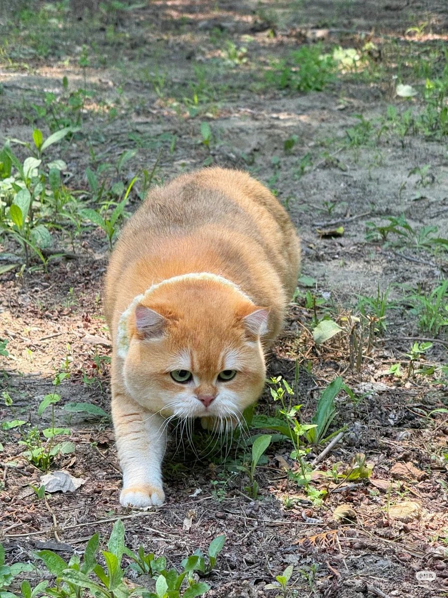 ulat_bulu_bulu's tweet image. Harimau liar.