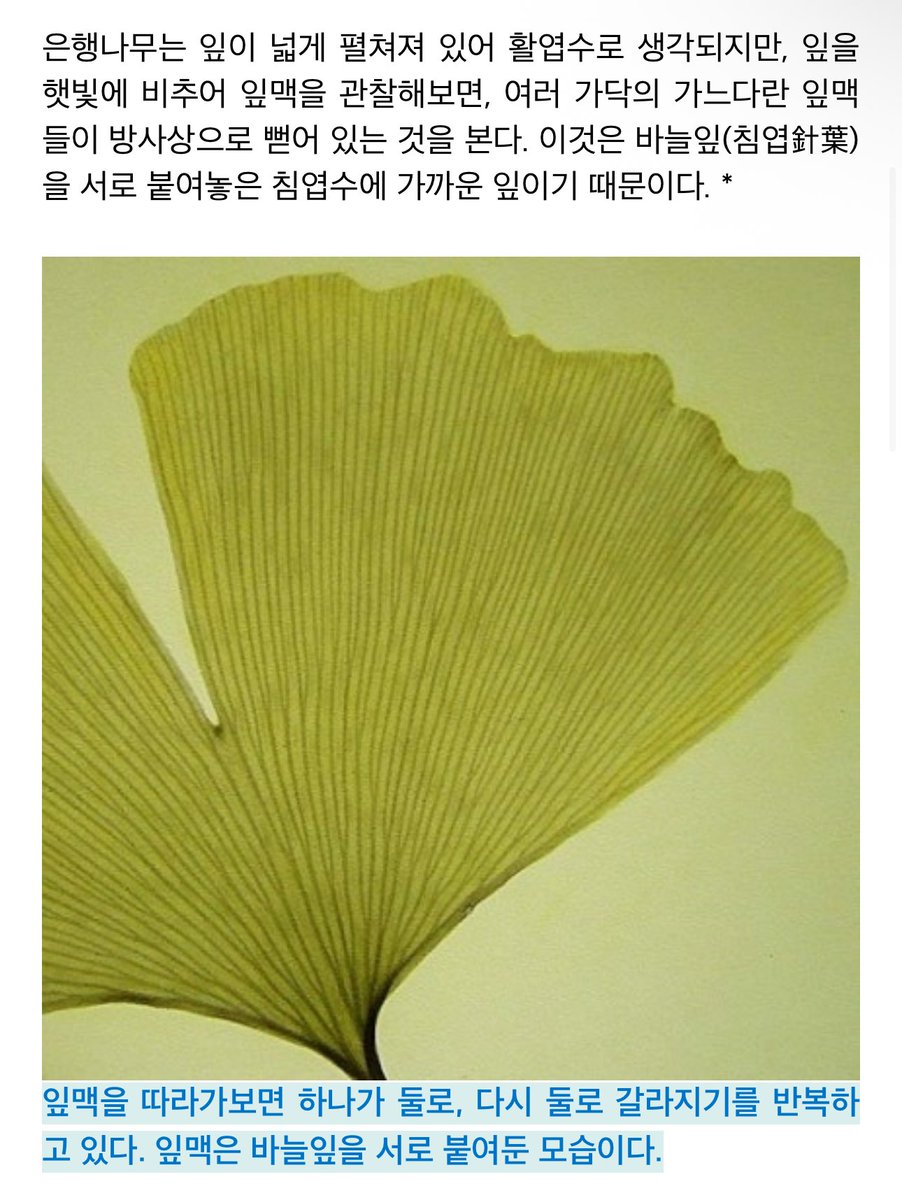 오호 자세히 보면 그냥 방사형 잎맥이 아니라 계속 둘로 갈라지는 트리 구조네요. 이렇게 잎맥이 두 갈래로 계속 나뉘어지는 게 고생대 식물의 특징이라고. 👀
m.blog.naver.com/PostView.naver…