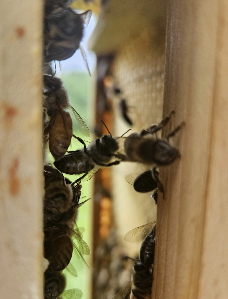 High Five! 
Bee's can taste with their feet. This helps them know if a flower is good as soon as she lands.