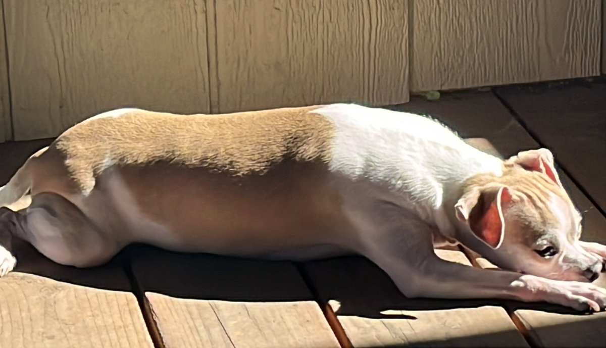 #weathermanOdie enjoying the warmth of the sunshine and the warmth of his surroundings. Hope all our friends had a terrific Tuesday. #Dog #Dogs #DogsofX #Tuesday #Martes #Chihuahua