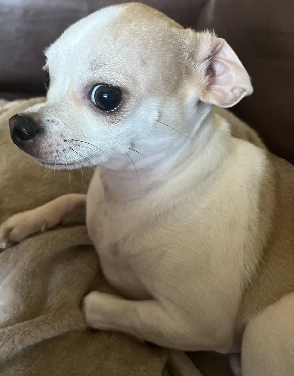 "Struggling to find motivation? Maybe a dose of my adorable face will help 🐾💕"
#WeathermanOdie #TaterTotSquad #Tuesdaythought #Tuesday #dogsoftwitter