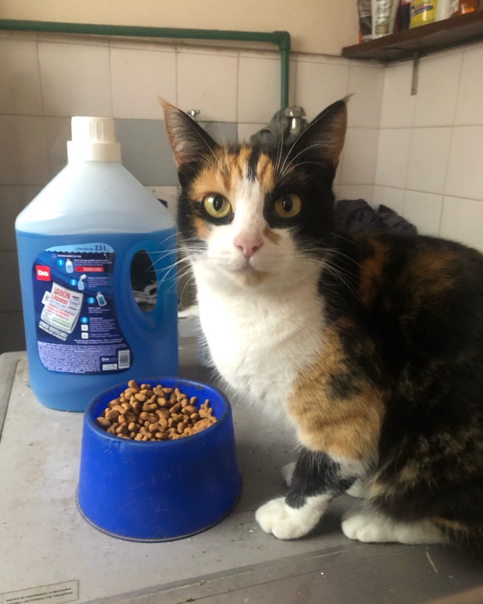 GATITA EN ADOPCION EN VICENTE LOPEZ
Está castrada, tiene 3 años y 3 meses, vacunada. La dueña la dejó a nuestro cuidado por unos meses no volvió a pasarla a buscar.  La damos con una mochilita con cierre y respiradero muy linda para transportarla. 📲1571013842 David