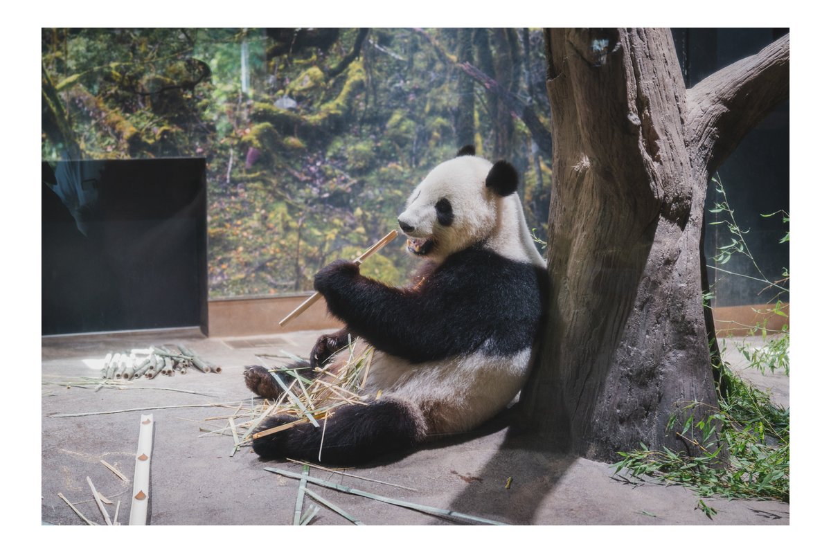 ph_classica's tweet image. 気候がよいと動物も外出てて楽しい
（今週は暑すぎるけど、、）

#上野動物園