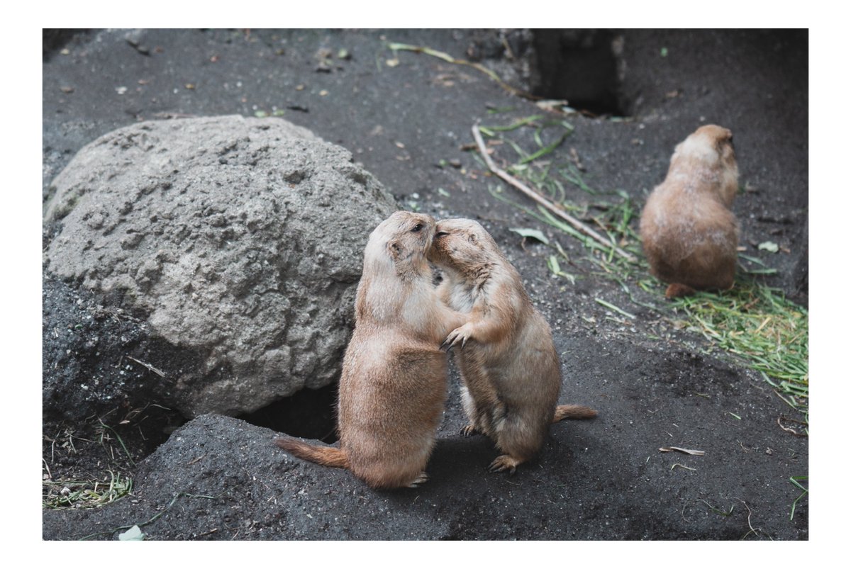 ph_classica's tweet image. 気候がよいと動物も外出てて楽しい
（今週は暑すぎるけど、、）

#上野動物園