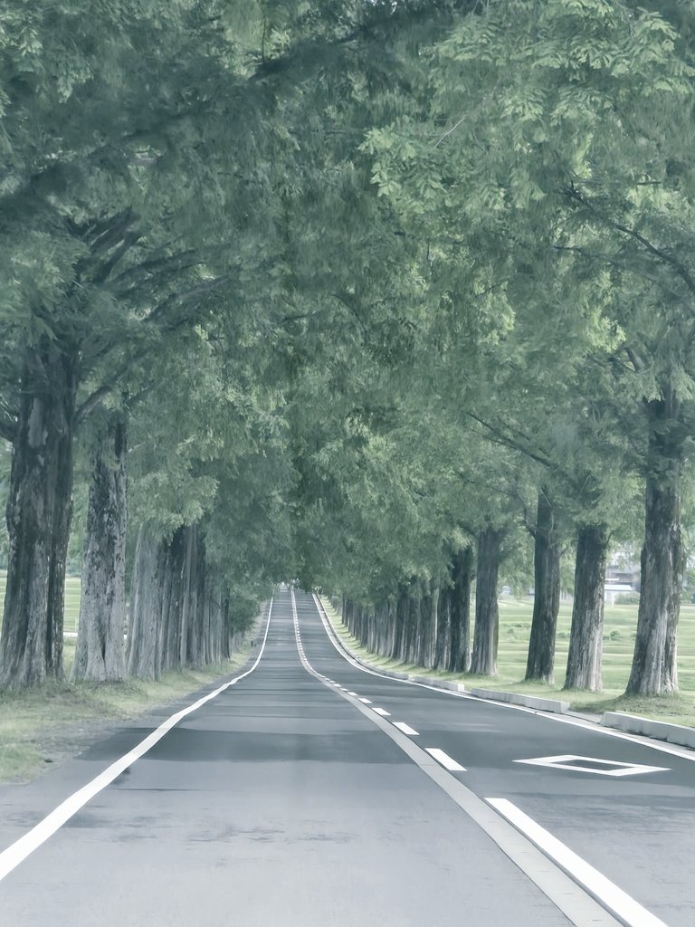 WhiteLove914's tweet photo. 行きたかった
#メタセコイア並木 
🌳🚗🌳 https://t.co/DFU9N4SfuD