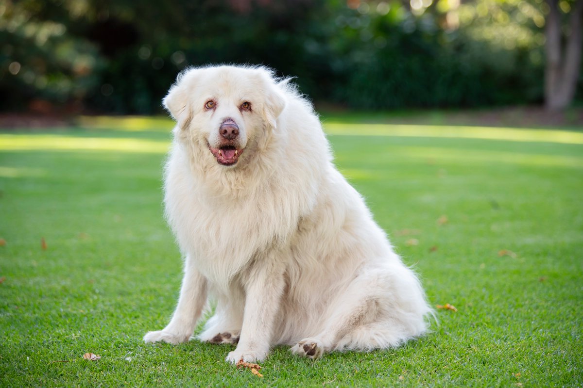 When Maisy arrived at Lort Smith Animal Hospital, she was lethargic, had stopped eating, and was panting heavily. 
The vets suspected she might have a urinary tract infection (UTI), bladder stones, or, something worse.
Louise felt a nagging worry in the back of her mind. Like