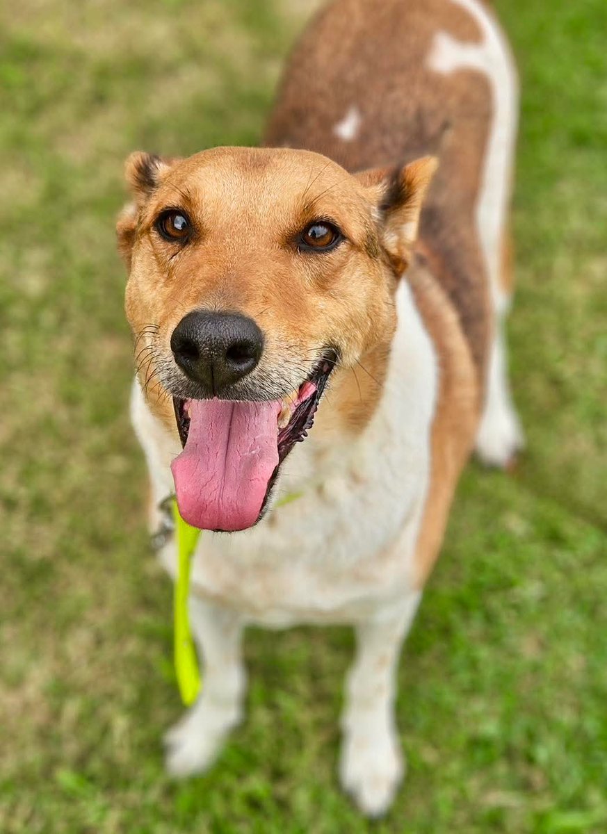 El Campito Refugio (@elcampito) on Twitter photo Luka sano, Luka se recuperó, Luka es feliz.
Pero sabemos que él merece mucho más, él merece una familia. Te está esperando. 🧡
¡Dale una oportunidad! 🥹
Escribinos a adoptantesdelcampito@gmail.com y nuestro equipo de adopciones se comunicará con vos 🐾 Luka sano, Luka se recuperó, Luka es feliz.
Pero sabemos que él merece mucho más, él merece una familia. Te está esperando. 🧡
¡Dale una oportunidad! 🥹
Escribinos a adoptantesdelcampito@gmail.com y nuestro equipo de adopciones se comunicará con vos 🐾