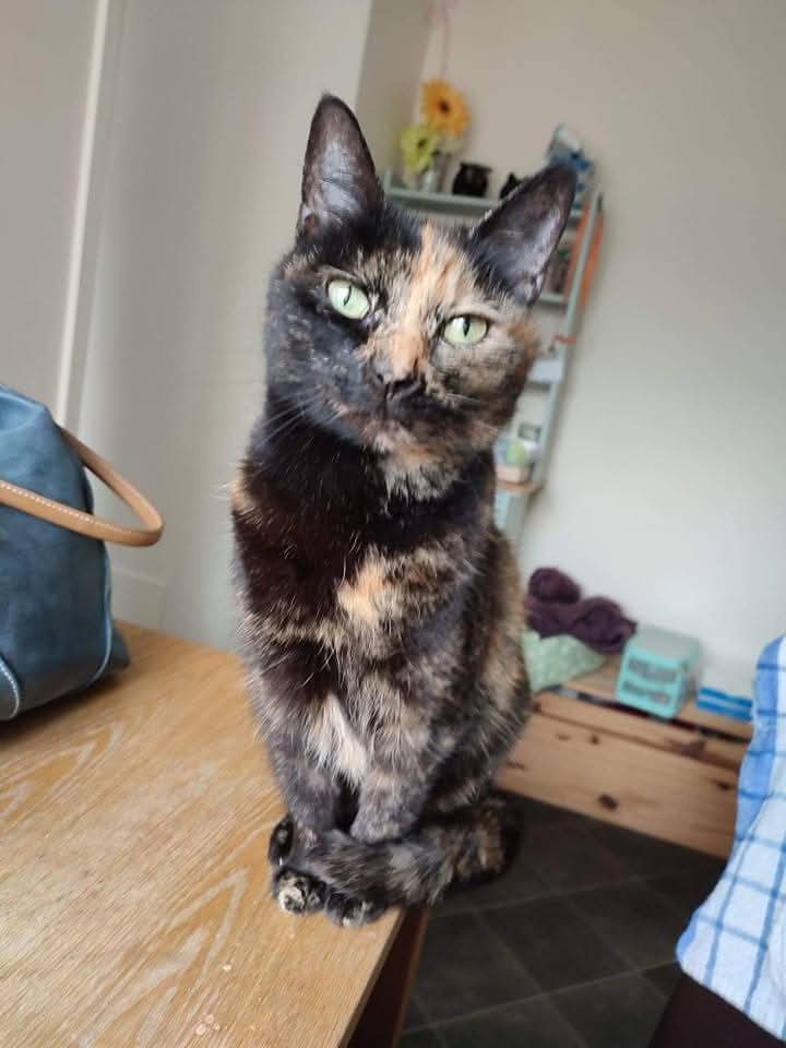 MiloBawden's tweet photo. Words can't describe how much I miss you Sookie. I'll always remember you! https://t.co/pU1lUNiafo