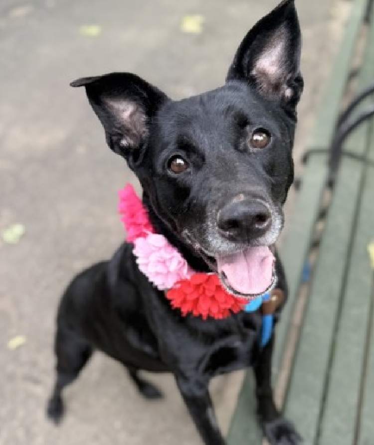 Tonight I leave you with #Senior dogs in danger of developing Pneumonia at #NYCACC

All are #Adoptable or available to #Foster through a #Rescue, none deserve to gasp for breath &amp; die alone.
nycacc.app
Nailah #228142
Ginger #227231 
Pretty #221891 
Portabella #222684