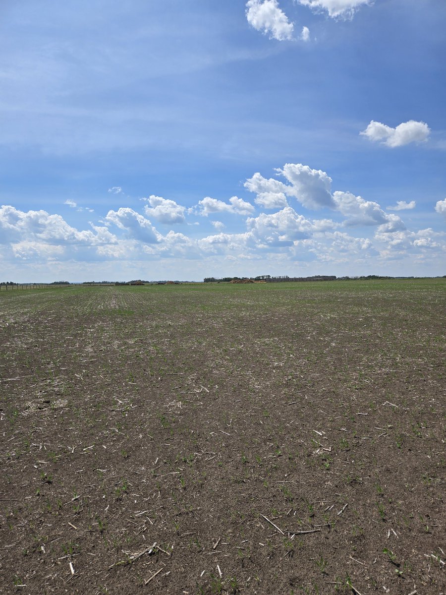 DrBart_Beef's tweet image. #LardnerLab #AppliedBeefForageResearch @Katgarns Temi Modupeola Madelyn Gossen Sydney Creasy  Rachel Lundsten Kylie Grimes Brenna Stephens Razie Khorshidi @agbiousask @SKAgriculture @SaskCattlemens