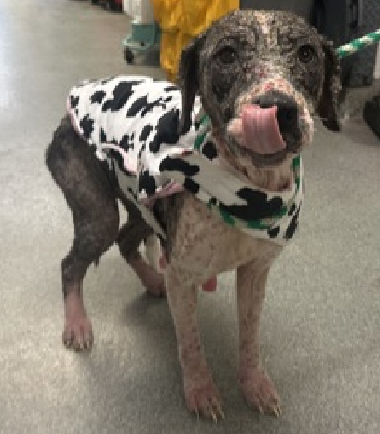 Pepa is still waiting for a Hero 
#Adopt #Foster 
#NYCACC

This #PuppyLove deserves medical care &amp; a long loving life  

So sweet, so hungry, so scared, so itchy &amp; so burning 
C'mon folks chose #Compassion