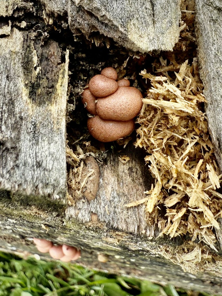 freysbrewing's tweet photo. Come visit the largest Science Project on Mapleville Road!🍻🤣
#maplevilleroad #wildfungi #fungi #farmbrewery https://t.co/FXAFOCFUJN