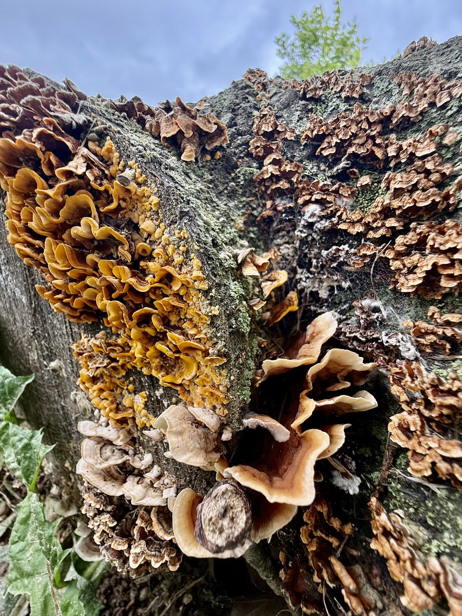 freysbrewing's tweet photo. Come visit the largest Science Project on Mapleville Road!🍻🤣
#maplevilleroad #wildfungi #fungi #farmbrewery https://t.co/FXAFOCFUJN