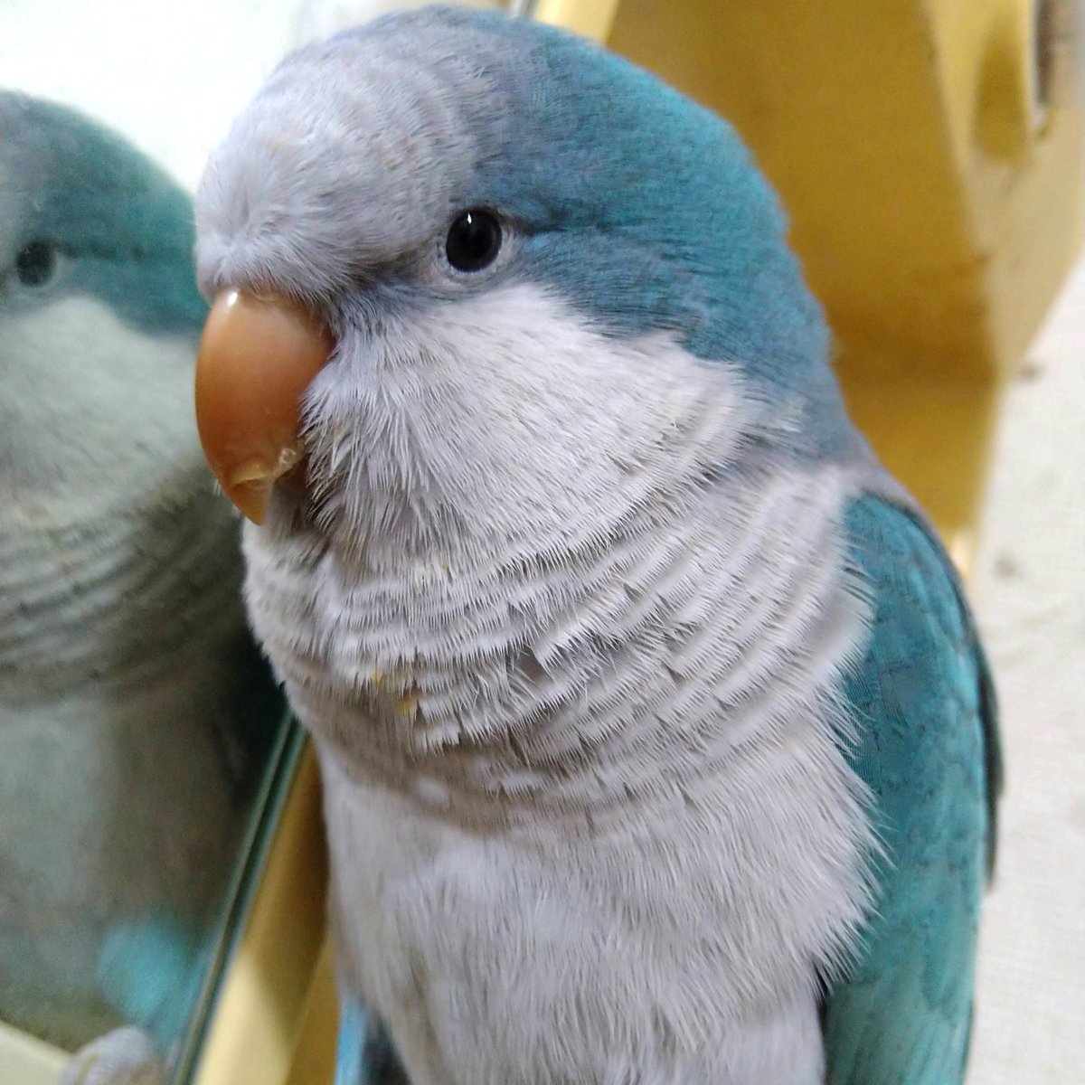 今日の「カバー小鳥」は、ペぺちゃん（オキナインコ）です。まるでぬいぐるみ！？ もっふもふのからだをなでなでしてみたいです💓
#オキナインコ 
kotoribu.com