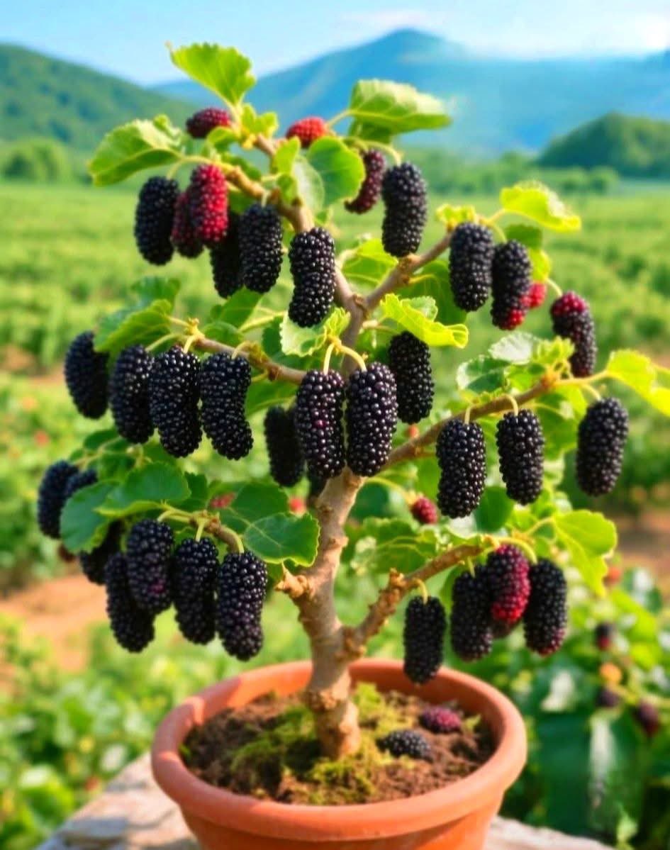 fresh fruits😋😋🥰🥰🍏🍎🍉🍊
#mulberry, शहतूत 🫐

#GoodMorning
#fruits 
#fruit 
#food 
#healthyfood #healthy #nature  #foodphotography #fresh #organic #health  #summer #fruitlover #sweet
#NaturePhotography
#mulberry