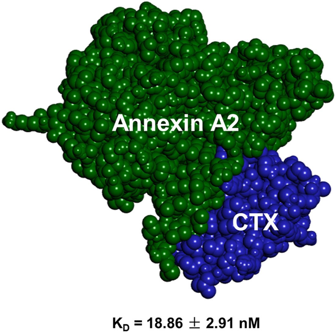 Thrilled to share our latest publication in Toxicon: doi.org/10.1016/j.toxi…
#venomresearch #venomtoxins