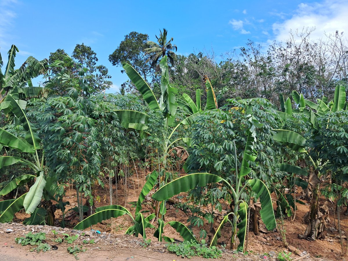 Kerala has unique intercropping farms. Such sites are not very far from our IISER Tvm campus. Excellent opportunities for sustainability research! On our way to Kochi through Pathanamthitta, we stopped briefly to cherish this banana + tapioca farm ☺️👌