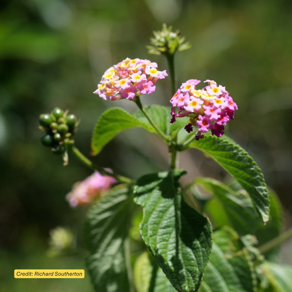 Centre for Invasive Species Solutions (@centreinvasives) on Twitter photo #WeedyWednesday — Spotlight on Lantana🌿
It’s highly toxic to livestock and can outcompete native vegetation across multiple ecosystems. #WeedofNationalSignificance
🔗 loom.ly/FAAUQSE
#WeedyWednesday #InvasiveWeeds #PestSmart #Biosecurity #WeedyWednesday — Spotlight on Lantana🌿
It’s highly toxic to livestock and can outcompete native vegetation across multiple ecosystems. #WeedofNationalSignificance
🔗 loom.ly/FAAUQSE
#WeedyWednesday #InvasiveWeeds #PestSmart #Biosecurity