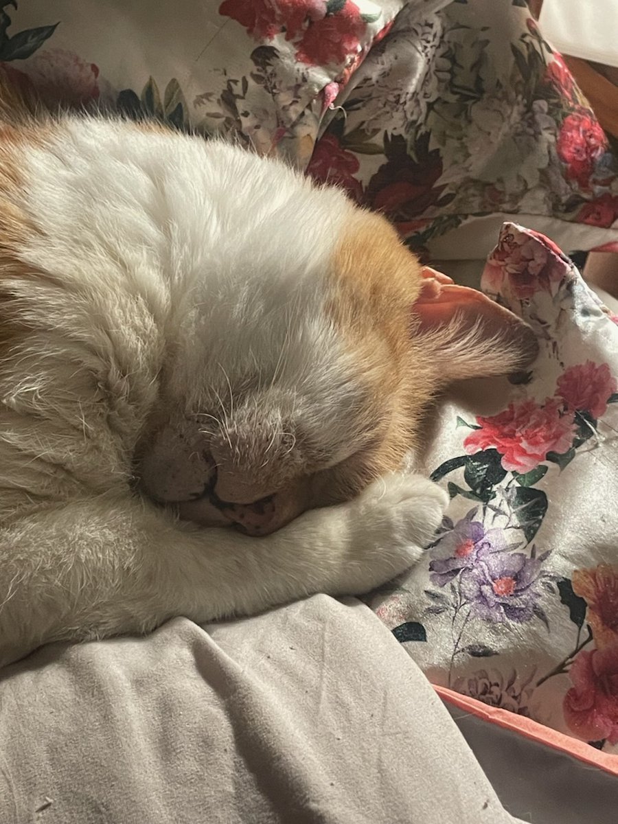 Vivelious's tweet photo. @rottedbrainz This is my sweet boy Beckham sleeping 😴 https://t.co/3WAmOeudgL