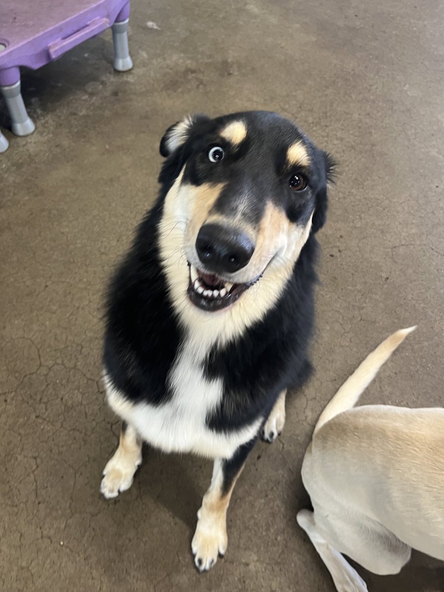 this dog looks like the type of dog that would get stung by a bee and get all swollen