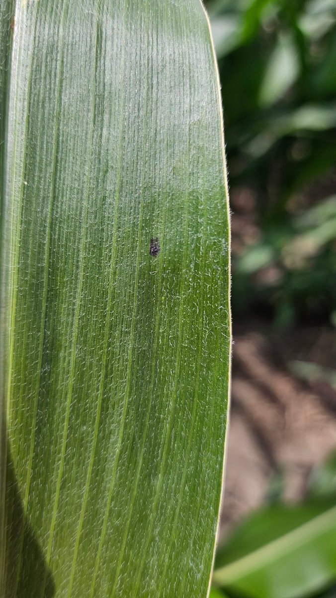 NOT tar spot... insect frass, and plenty of it 💩