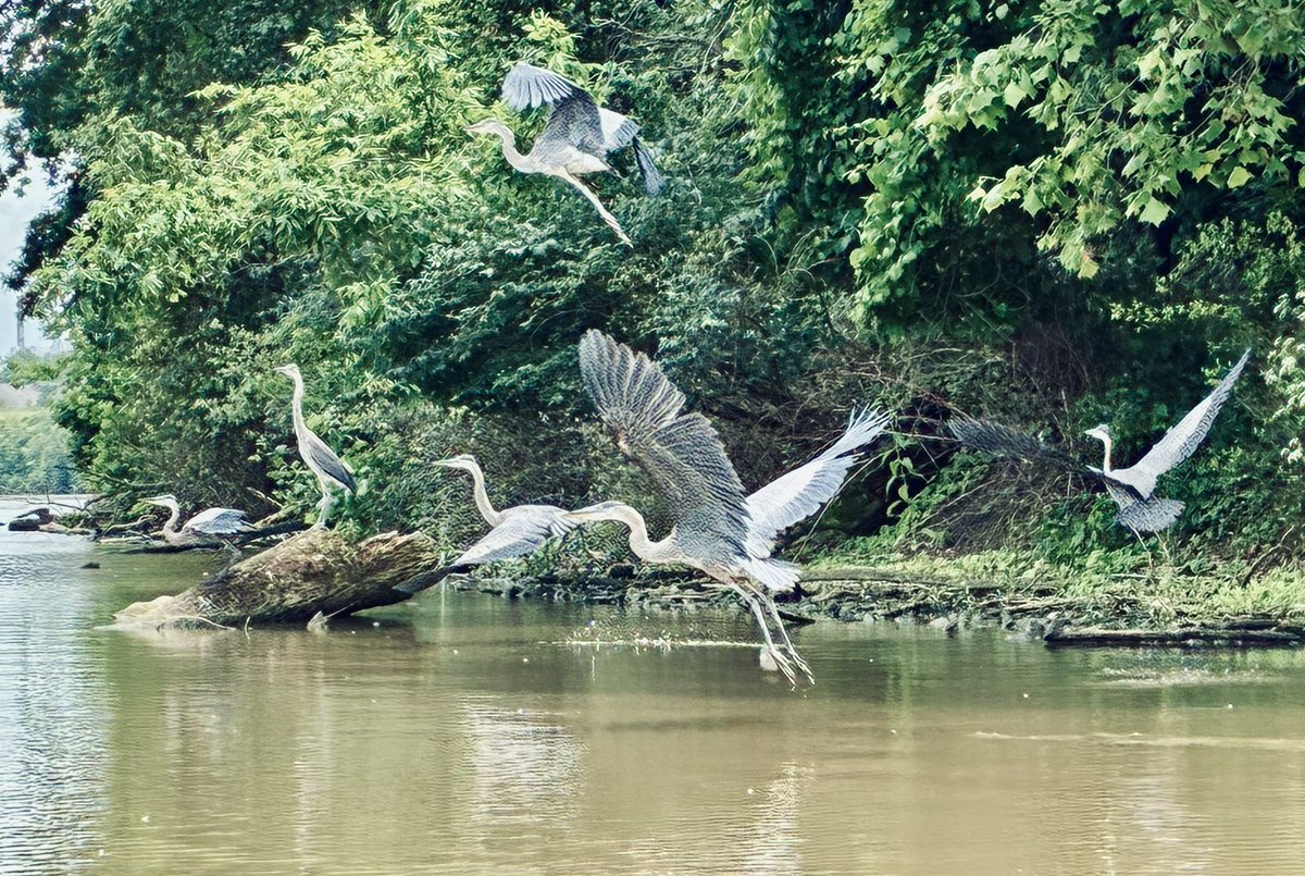 cleveland kayak club tweet media