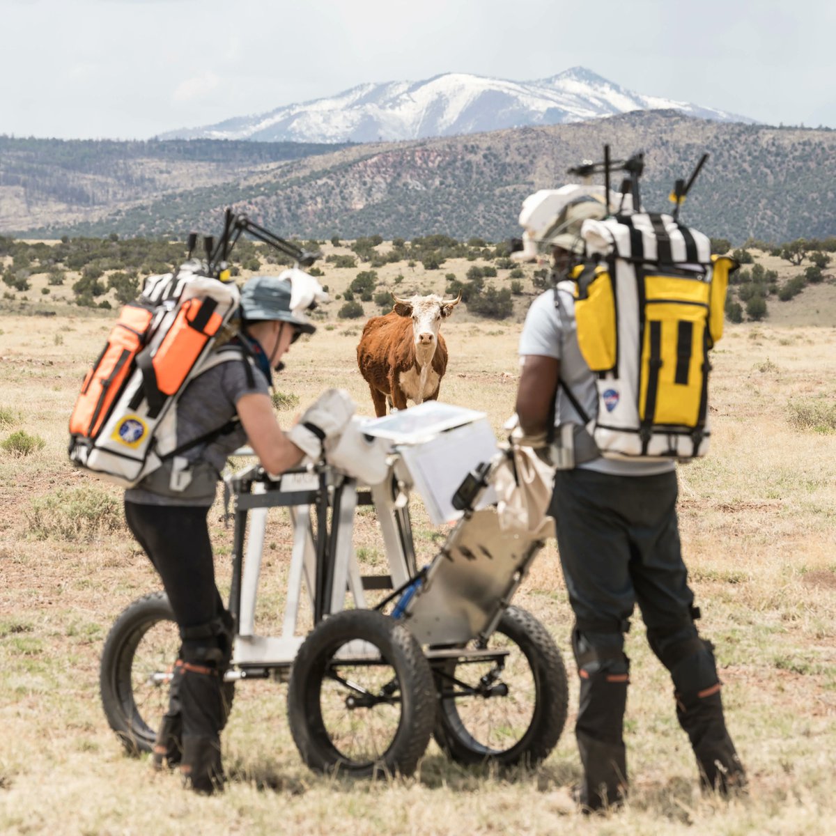 NASA's image of the day. Cow is like, "WTF am I seeing right now?"

"A curious cow watches as NASA astronauts Andre Douglas and Kate Rubins perform a simulated moonwalk in the San Francisco Volcanic Field in Northern Arizona on May 14, 2024" nasa.gov/image-article/…