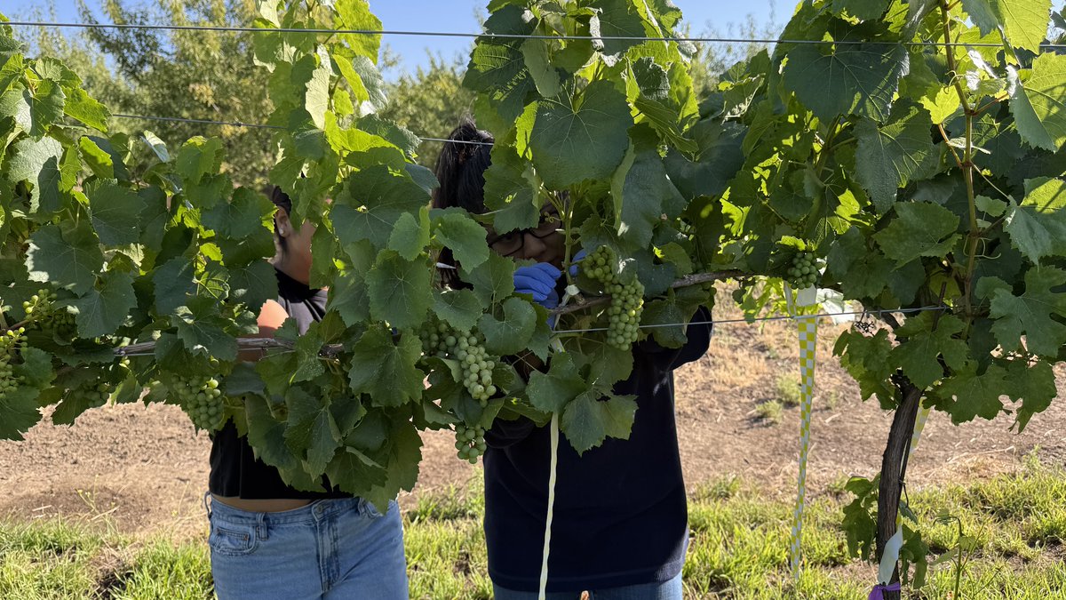 Plant doctor tweet media