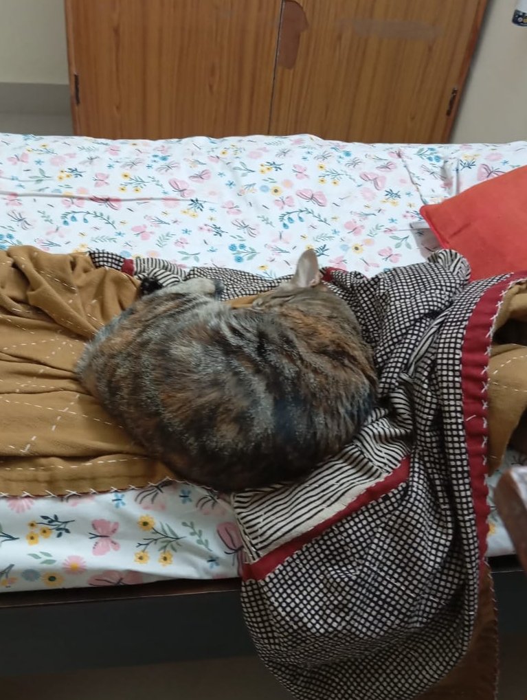 Attending and speaking at a conference online late at night (1.00 am IST). 

Trying to keep a straight face with this one fast asleep perched dangerously at the edge  knowing she is going to fall off as she does every night.

She fell.😂