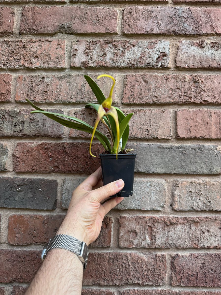 curibotta's tweet photo. Beautiful and stinky #orchid. This #Masdevallia colossus has a big flower with a terrible smell, similar to rotten meat, ideal to attract flies as pollinators. We were growing in our bedroom windowsill but we had to move it to the kitchen because of the “lovely” fragrance. https://t.co/R0eOriaggF