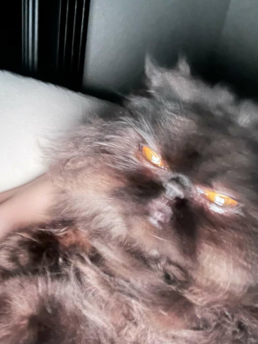 danielcakes86's tweet photo. My homies cat looks evil as fuck here https://t.co/kdf1aN8Stl