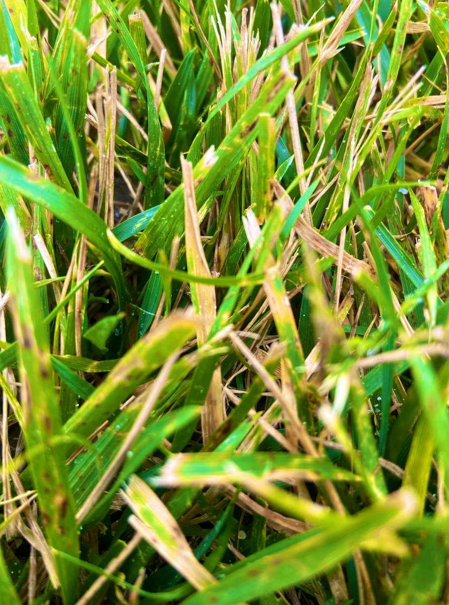 Gray Leaf Spot in upstate NY…in mid-June.  🤯🤯

Stay vigilant out there. This is by far the earliest I’ve seen GLS this far north. Protect that tall fescue and perennial ryegrass.