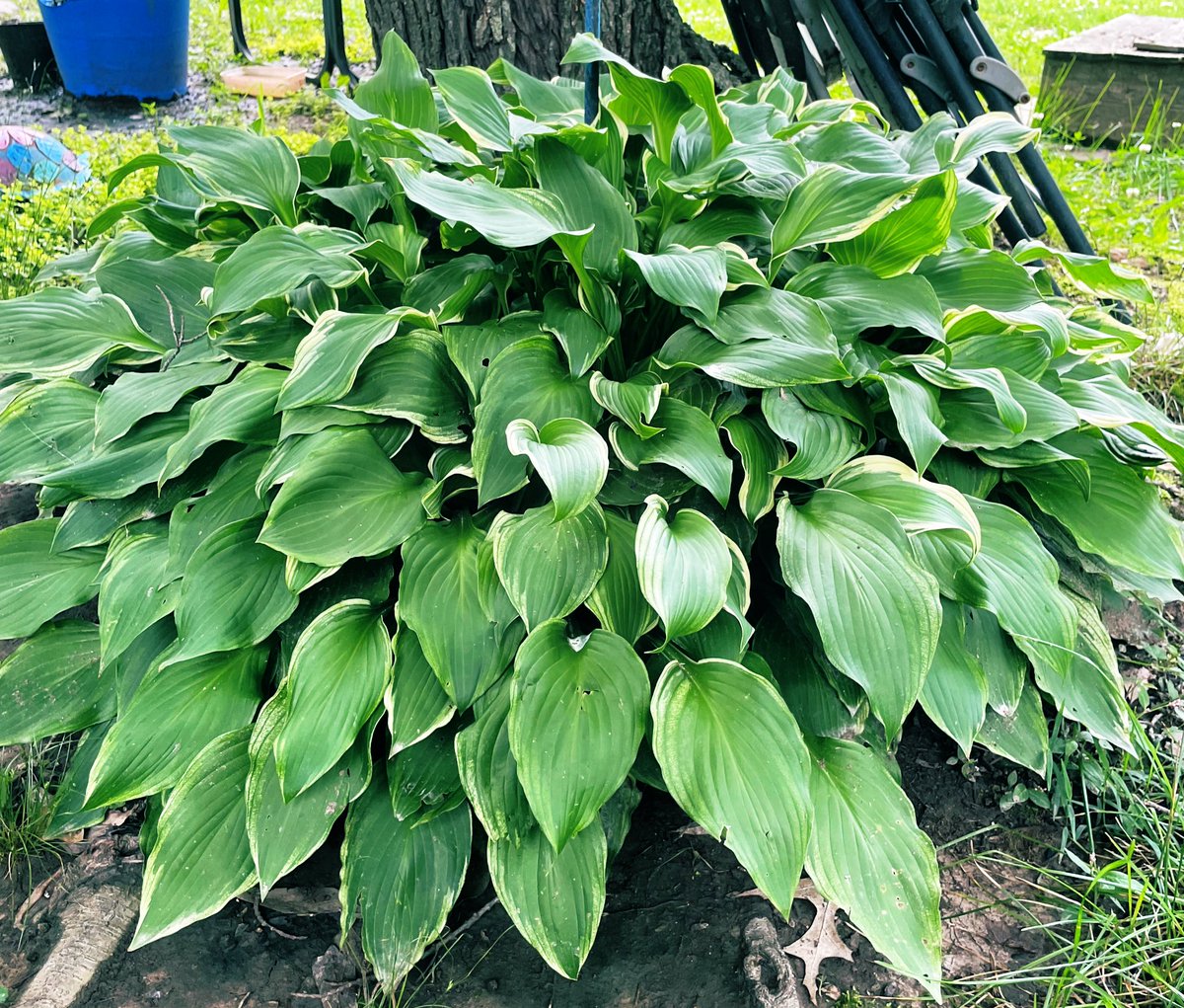 Let’s see your green photographs 

One of my monster hostas from way down South