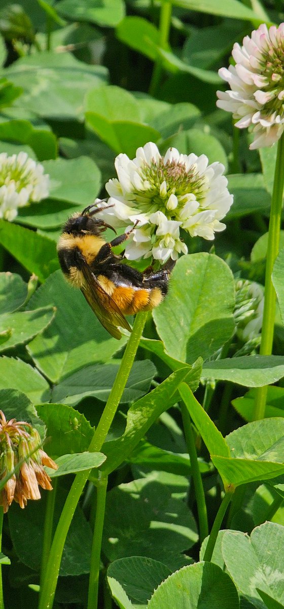 I caught this guy all up in my clover

fat bastard is clearly over the weight limit