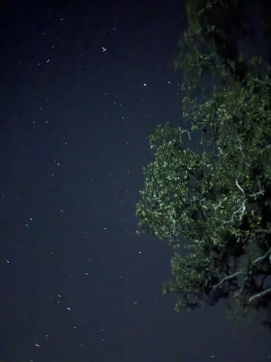 joshua farahzad tweet media