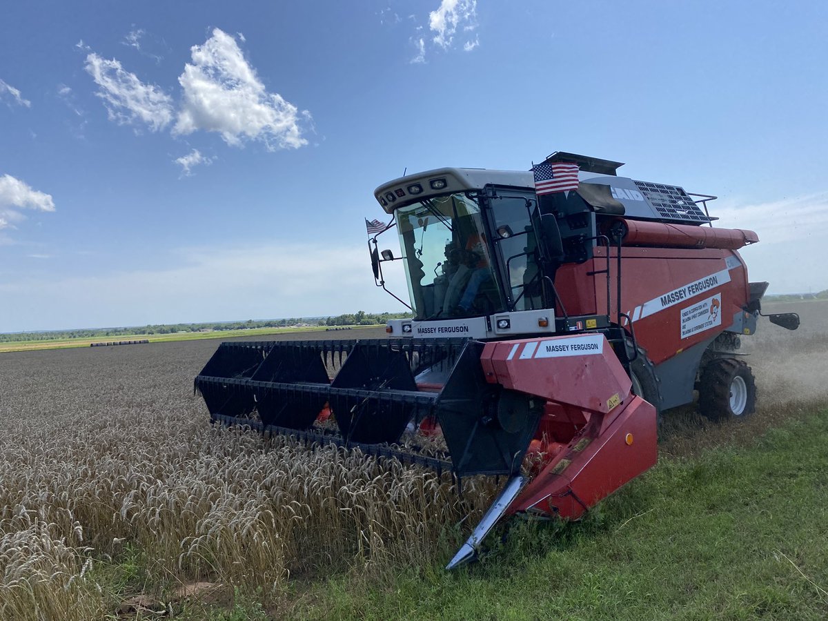 OSU_OKFoundSeed's tweet photo. Able to cut this afternoon in Perkins with Massey, moisture is higher than I like,but can put in bin with some air. Looking at latest forecast decided better get it in the bin. Not what I want to do but playing the cards that are dealt. @okgenetics Big Country #Wheatharvest2025 https://t.co/eyd1ThJOfE