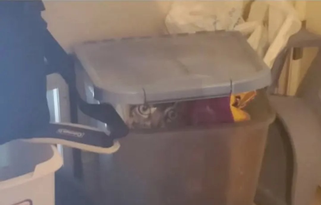 _marrtiinns's tweet photo. Fiquei indignado que esse gato não parava de me olhar. 10 minutos depois eu percebi que era um pacote de ração kkkkk que brisa feia https://t.co/hgC1PXmfKI
