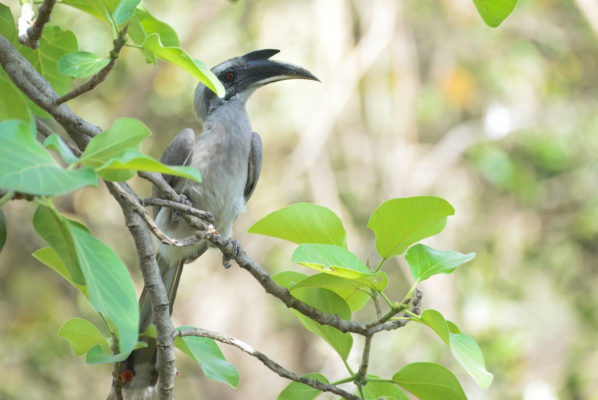 Indian Grey Hornbill (Ocyceros birostris) धनचिड़ी, चलोत्रा, सेलगिल्ली,धनेश - I had it in front of me for more than 30 minutes, but could only see its bill. I loved the interaction.

birds.rekabira.in/2018/08/birds-…

#BirdsOfIndia #BBCWildlifePOTD #IndiAves #Birding #BirdsSeenIn2025