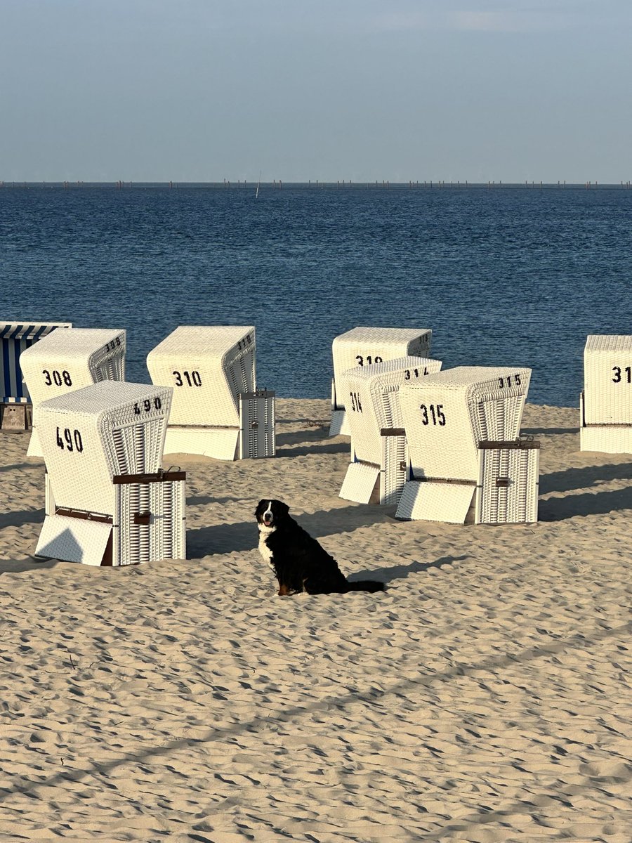 Gestatten, mein Name ist Amy und ich bleibe jetzt genau hier sitzen und wenn ihr was wollt, dann könnt IHR zu MIR kommen!