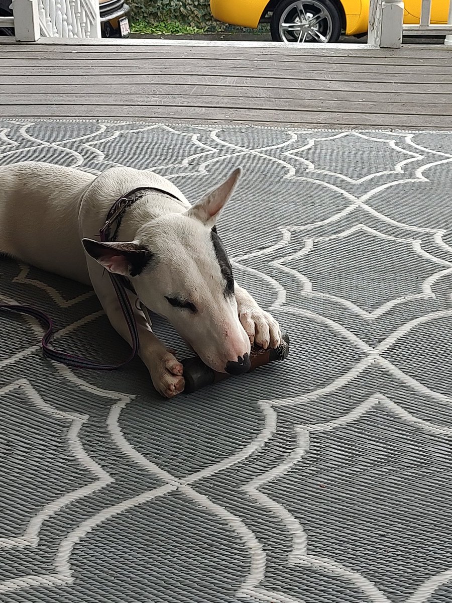 It was raining this afternoon.  I did get a morning walk in, but I spent the afternoon on the porch with my chewy bone
#Spike #Tuesday #Puppylove #Dogs