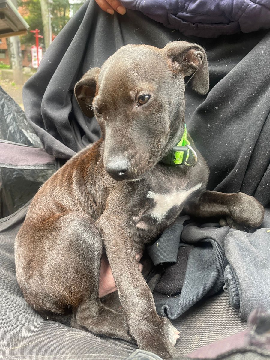 🆘🐾🐾 - #Bogotá - Hermoso cachorro rescatado de la calle anoche. Salvado de ser atropellado. Se busca hogar que lo adopte y lo ame para siempre. Info: 3136617889. ❤️🐾 #AdoptaNoCompres #ApadrinarSalva <a href="/CamiloJaramill/">Camilo Jaramillo</a> <a href="/MONYRODRIGUEZOF/">MÓNICA RODRÍGUEZ 🐤</a> <a href="/MascotasCaracol/">Mascotas Caracol</a> <a href="/andreanimalidad/">Andrea Padilla Villarraga🐆</a> <a href="/Osli2025/">Adri 🐈🐕🐑🫏</a>
