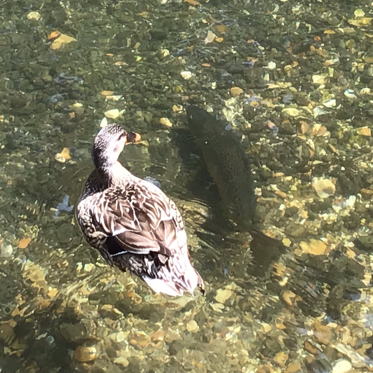 Day 17 #30DaysWild Noticing … mallard meets trout …