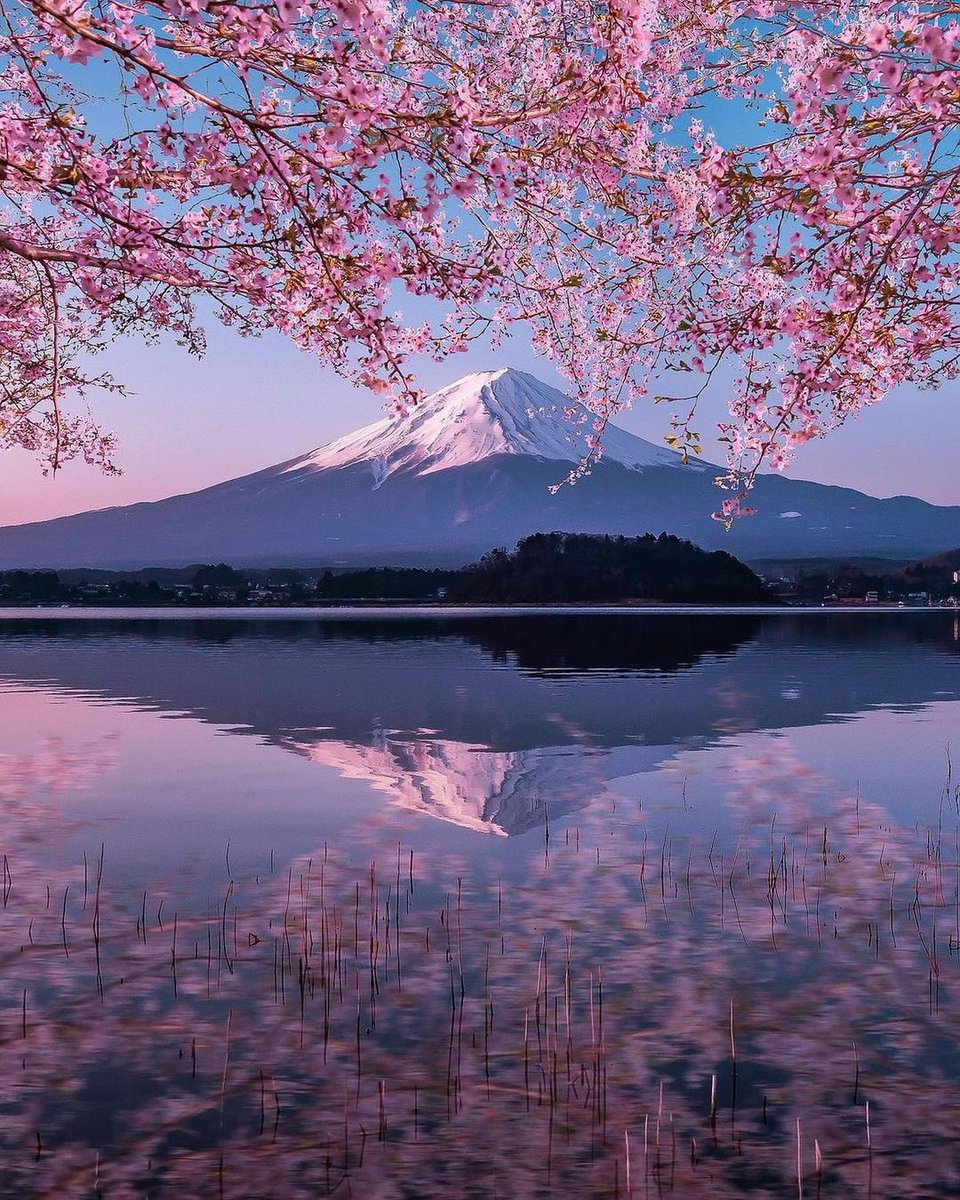 Cherry Blossoms in Japan 🌸