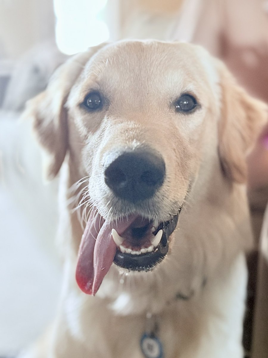 bhaynes35's tweet photo. @GoldretrieverUS Ziggy for tongue outTuesday #tongueouttuesday https://t.co/BT4VAuffDk