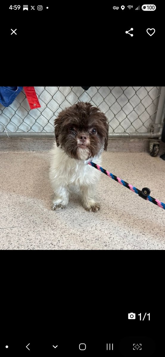 Julie🌻🐾 (@myboxerluvmac1) on Twitter photo 💔Crispies💔
#NYCACC #227790 4y
▪️To Be Killed: 6/19💉
Precious, sweet, 9lb darling arrived stray.
Simply terrified in scary shelter!
Trembling, tense, shaking!
Needs loving, adult only, N.East #Foster, 4 TLC, 2 decompress + thrive.
DM <a href="/CathyPolicky/">Cathy Policky</a>
Pls #pledge
💞C 💔Crispies💔
#NYCACC #227790 4y
▪️To Be Killed: 6/19💉
Precious, sweet, 9lb darling arrived stray.
Simply terrified in scary shelter!
Trembling, tense, shaking!
Needs loving, adult only, N.East #Foster, 4 TLC, 2 decompress + thrive.
DM <a href="/CathyPolicky/">Cathy Policky</a>
Pls #pledge
💞C