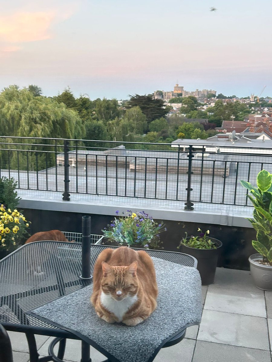 LetsWindsor's tweet photo. @MerlinArthurCat @SheetStreetUK @visitwindsor @WindsorMice #WindsorCastle #LetsWindsor https://t.co/0QwhXwIzyQ @MerlinArthurCat https://t.co/hO7yaqFprj