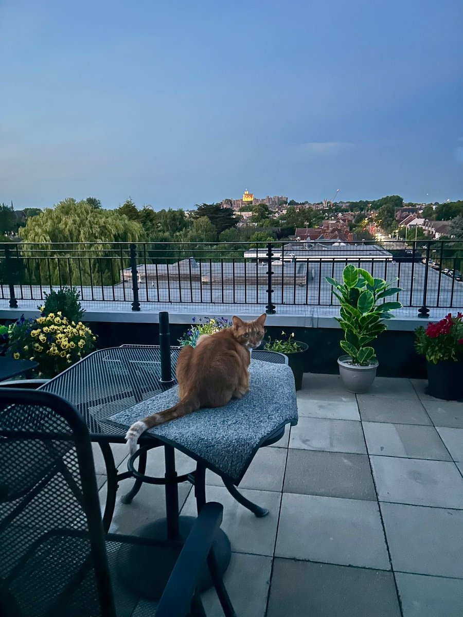 LetsWindsor's tweet photo. @MerlinArthurCat @SheetStreetUK @visitwindsor @WindsorMice #WindsorCastle #LetsWindsor https://t.co/0QwhXwIzyQ @MerlinArthurCat https://t.co/hO7yaqFprj