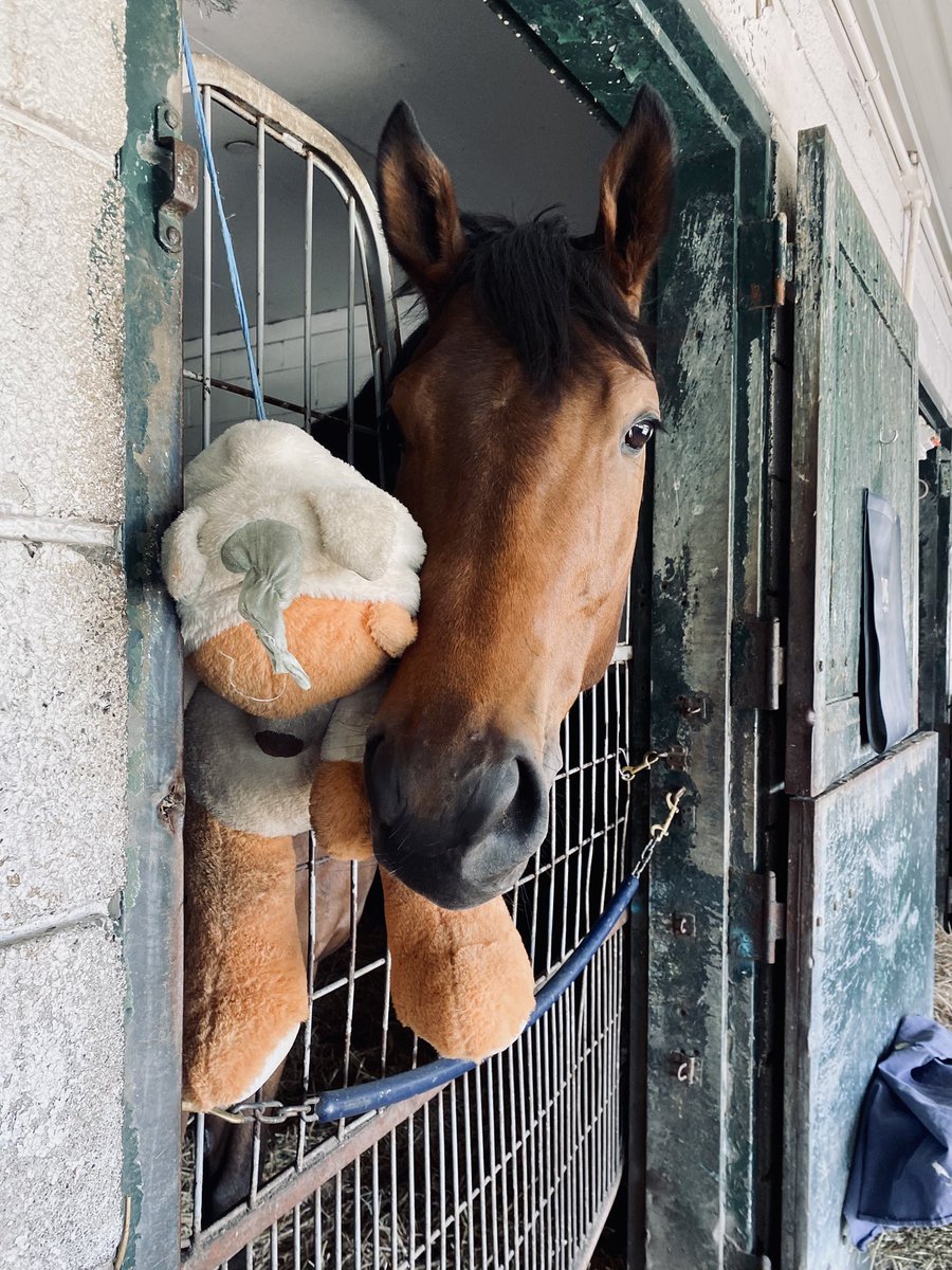 ~Someone loves to snuggle his stuffie!~🏇🇨🇦🧸💙🤍 #TMGRacing #Thoroughbreds #HorseRacing #OntarioRacing #Reload #AfleetAlex #TeddyBearTuesday #NotSpoiled #MyBigBoy