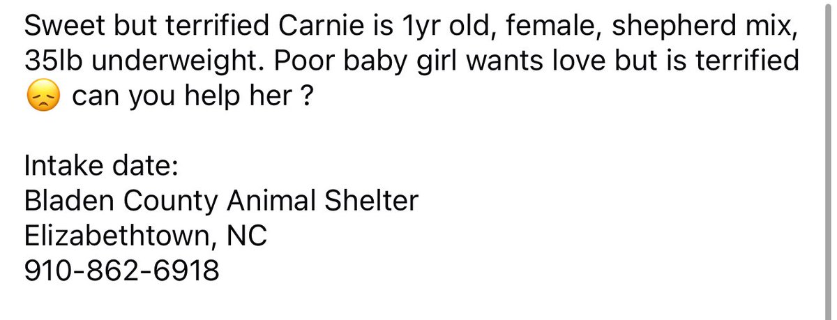ꜱᴀᴠɪɴɢ ꜱʜᴇʟᴛᴇʀ ᴅᴏɢꜱ (@ash__almighty) on Twitter photo 🆘 Carnie is urgent! 🛟
💔 Horrific neglect situation 💔
📍 Bladen Co. Animal Shelter
Elizabethtown, #NorthCarolina
🥺 Don’t let her story end here 😞
📱 910-862-6918
🔗 theunforgottensouls.com/rescue-puyll
<a href="/PawsnTails4TX/">@PawsnTails4TX 🇺🇸🇺🇸🐾🐾</a> <a href="/Dubs4Mutts/">🐶Amber & Belle🐾</a> <a href="/psychicwhisper3/">Eileen Bacon</a>
#Rescue #FostersSaveLives 🆘 Carnie is urgent! 🛟
💔 Horrific neglect situation 💔
📍 Bladen Co. Animal Shelter
Elizabethtown, #NorthCarolina
🥺 Don’t let her story end here 😞
📱 910-862-6918
🔗 theunforgottensouls.com/rescue-puyll
<a href="/PawsnTails4TX/">@PawsnTails4TX 🇺🇸🇺🇸🐾🐾</a> <a href="/Dubs4Mutts/">🐶Amber & Belle🐾</a> <a href="/psychicwhisper3/">Eileen Bacon</a>
#Rescue #FostersSaveLives